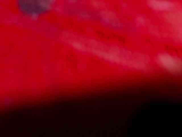 Scarlet-Delux07