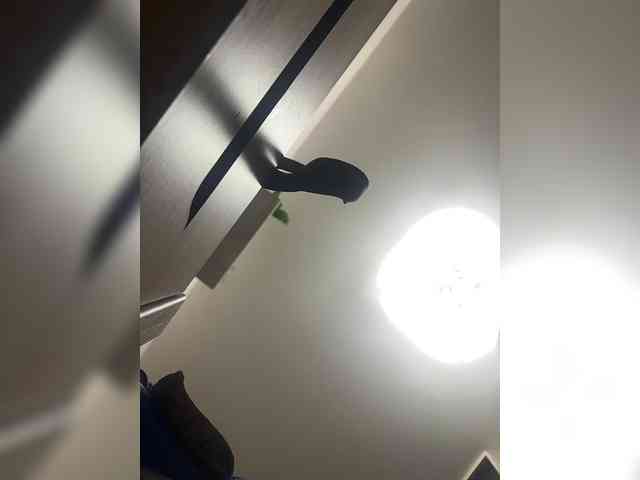 pararam124 webcam