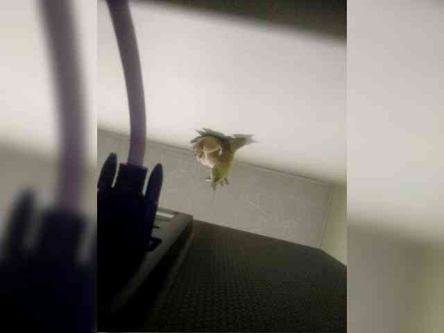 kendalthailor webcam