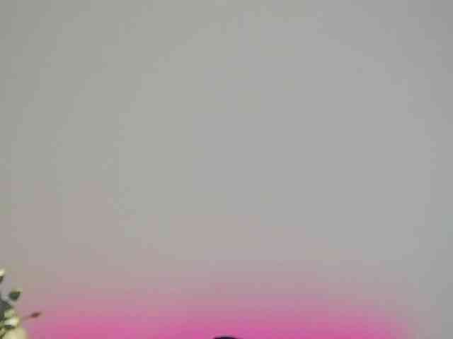 CrystalRed webcam