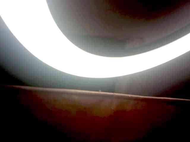 PetiteIvoryqueens webcam