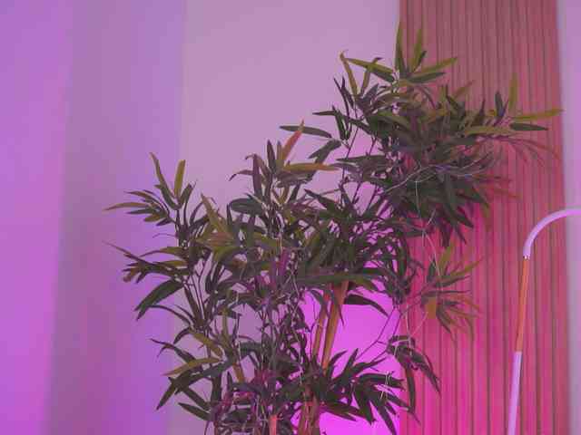 AishaBee