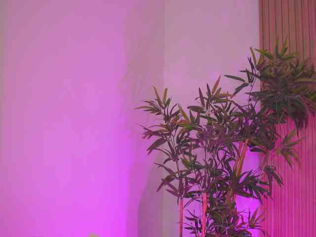AishaBee webcam