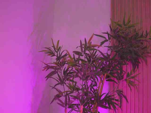 AishaBee webcam