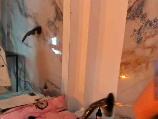 hadecute webcam
