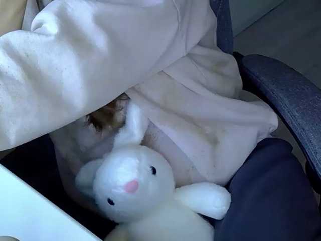 Liza-Cat-1625 live cam on BongaCams
