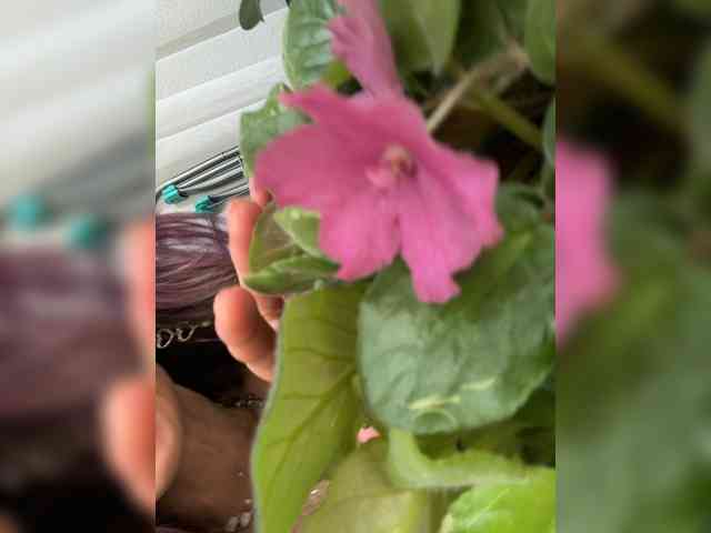 Ajara_Gujuu webcam
