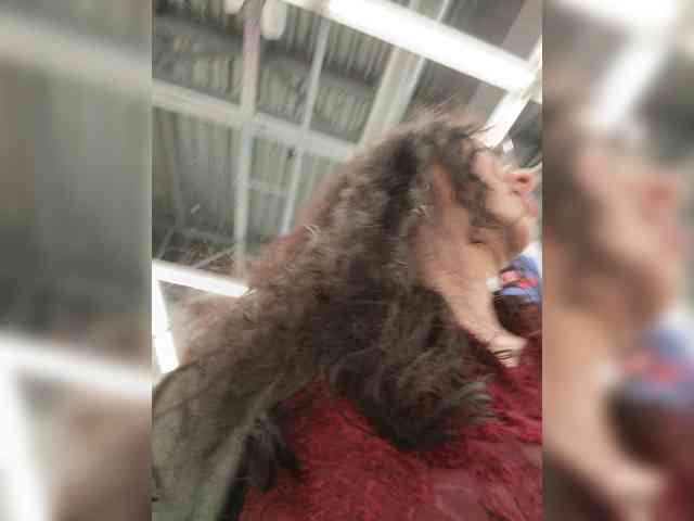 Annanas webcam
