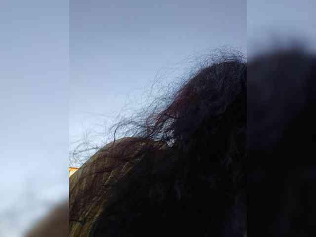 Annanas webcam