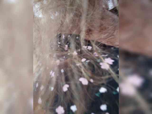 Annanas webcam