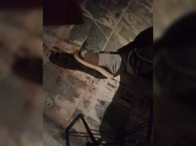 AlinaPopy