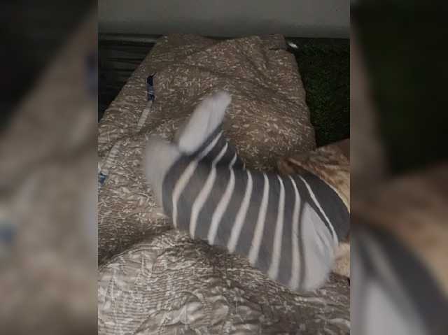 AlinaPopy