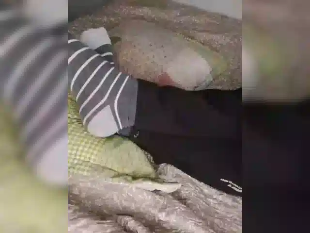 AlinaPopy