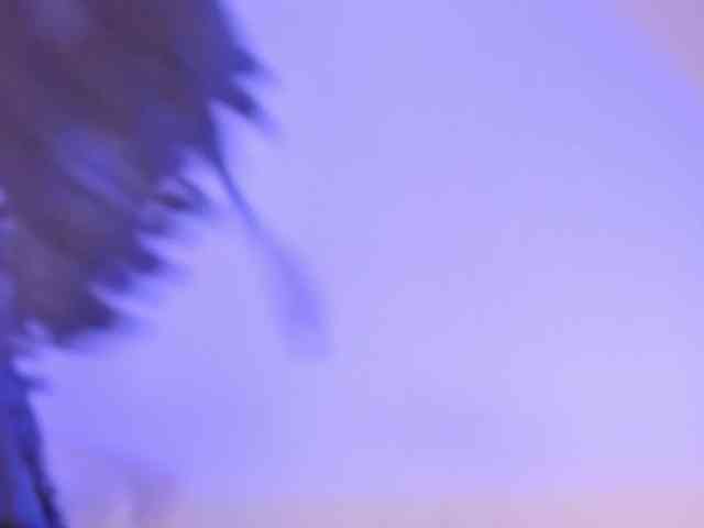 ribylove webcam