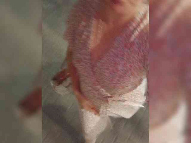 Lady-marshmallows webcam
