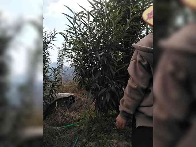 Susu-may