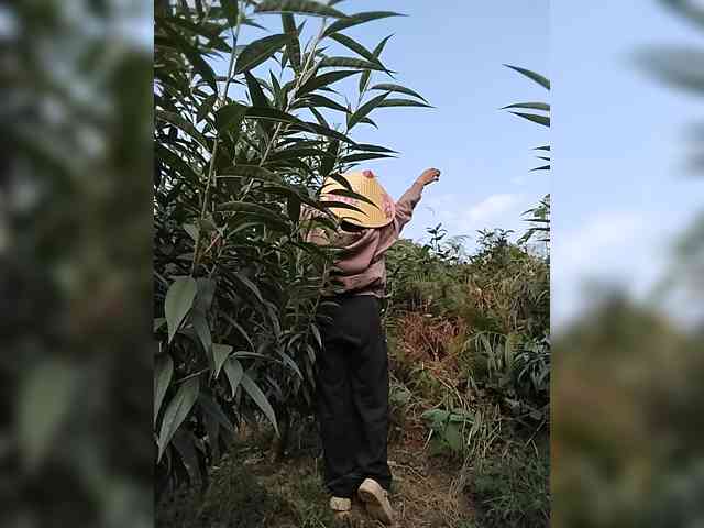 Susu-may
