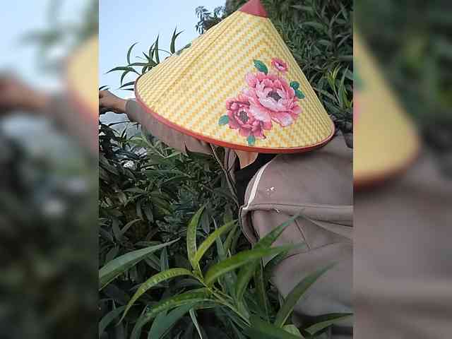 Susu-may