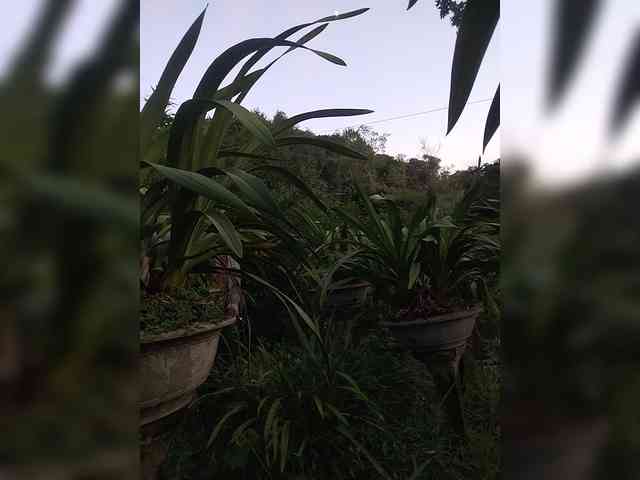 Susu-may