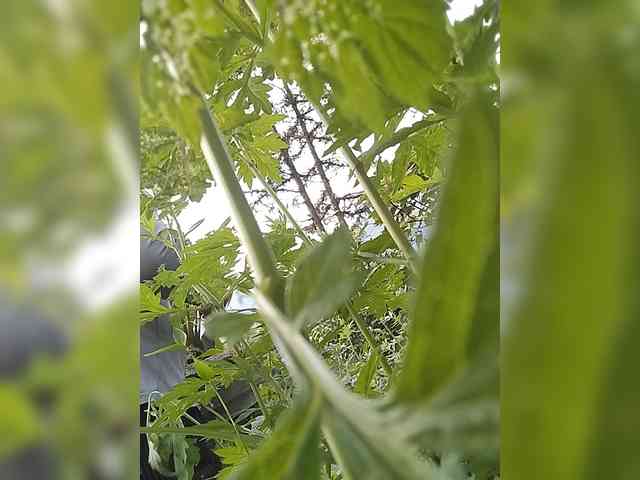 Susu-may