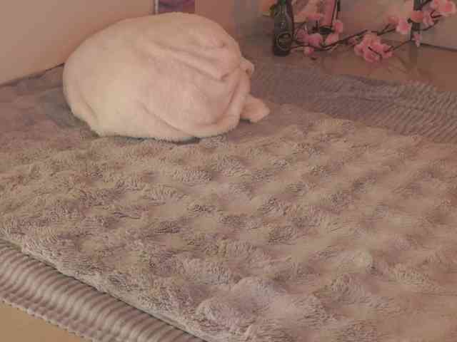LilluCooper webcam