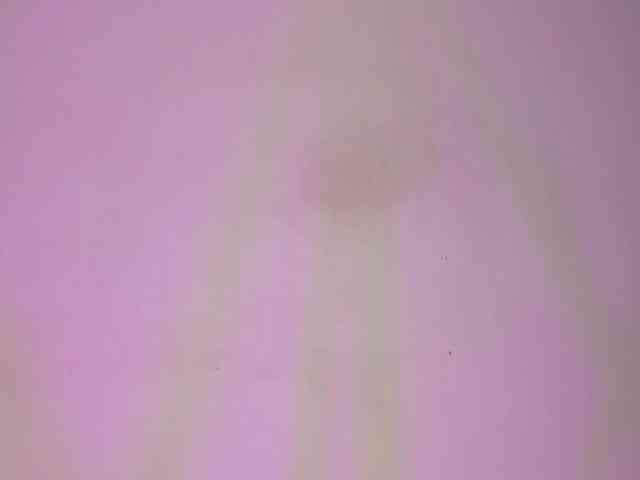 SelenaFox7 Live Webcam on BongaCams