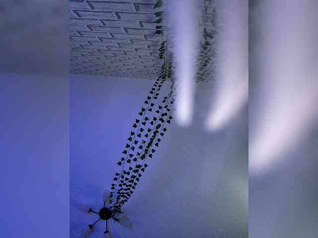 ROSALIA webcam