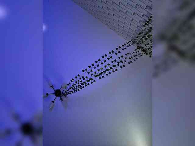 ROSALIA webcam