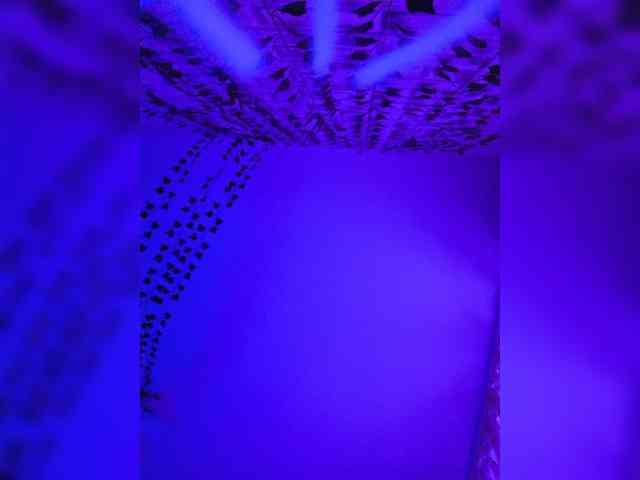 ROSALIA webcam