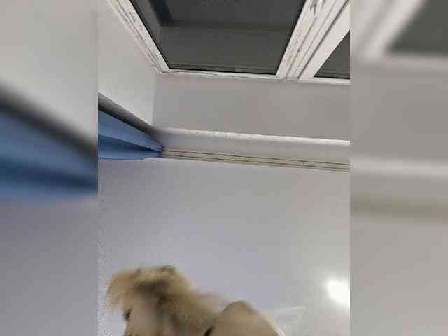ROSALIA webcam