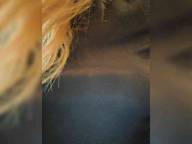 ROSALIA webcam