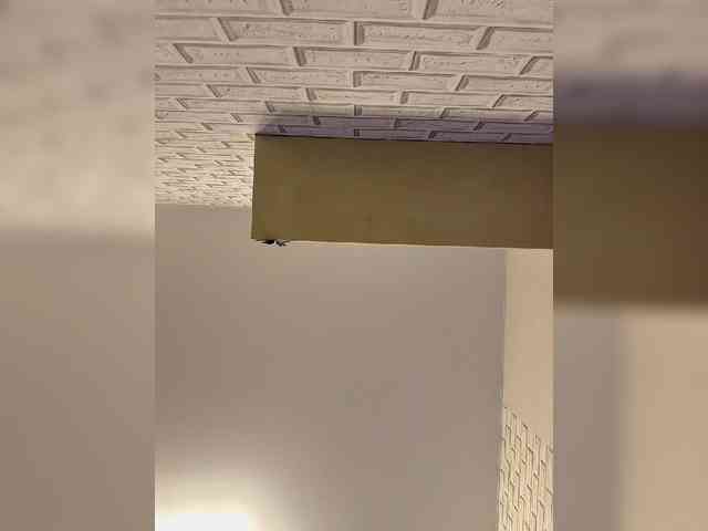 ROSALIA webcam