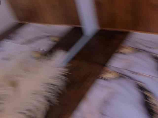 azul--honey webcam