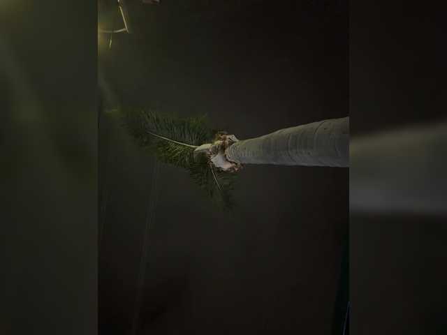 AdviceColumn live cam