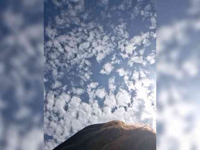 DisneyWorld webcam