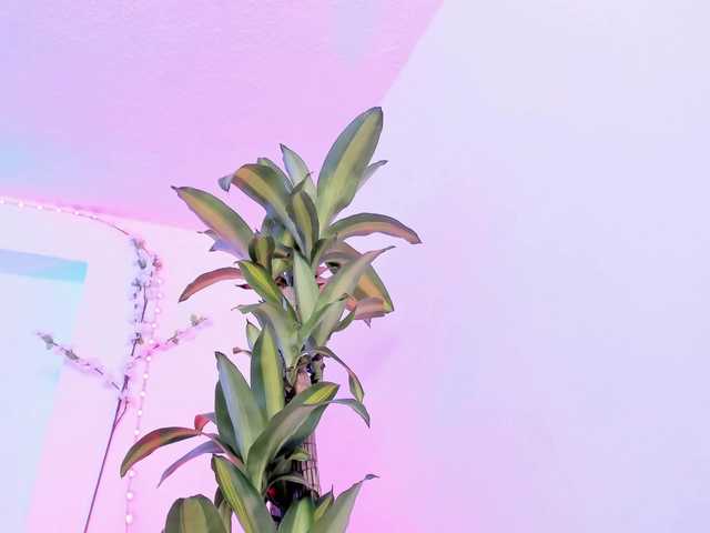 Saamii-robertss01