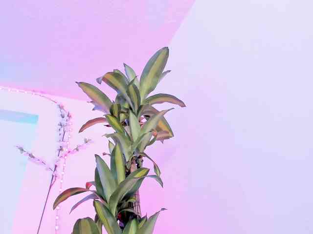 Saamii-robertss01 webcam