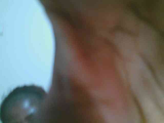 Petitelv webcam