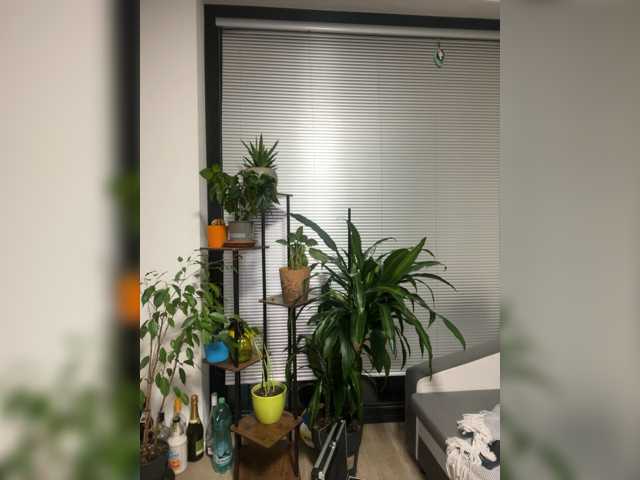 miahollis, en vivo ahora en BongaCams