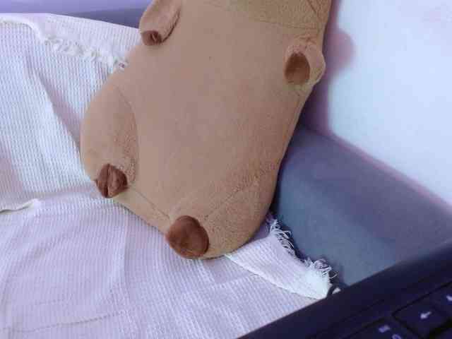 Bora2025 webcam