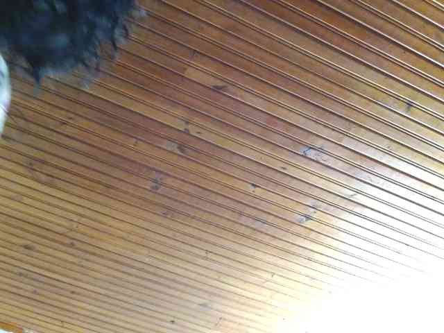 Dahlia_Muse webcam