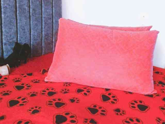 Dahlia_Muse webcam