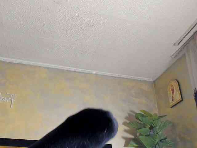 rileylanna webcam