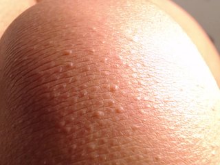 LannyShell Porn Show