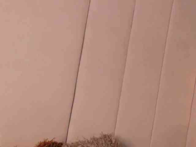 LannyShell webcam