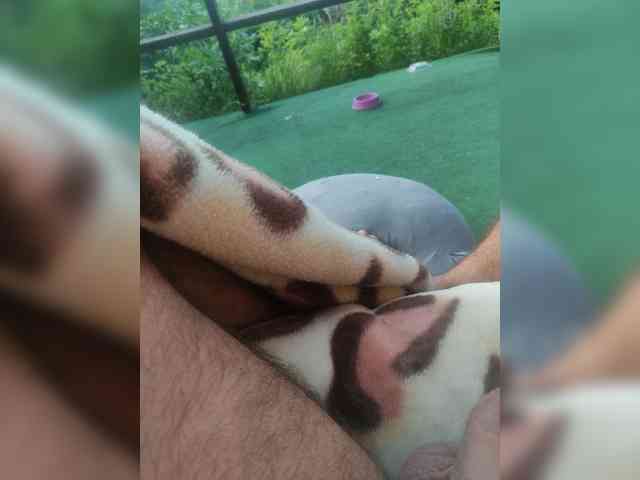 Modelo: baszogepek