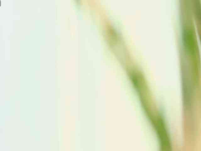 foxsusu webcam