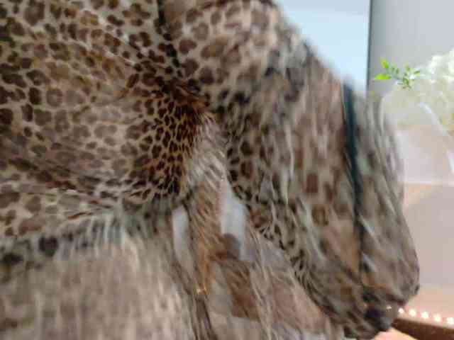 Biancka webcam