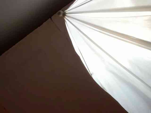 LaraCat1 webcam