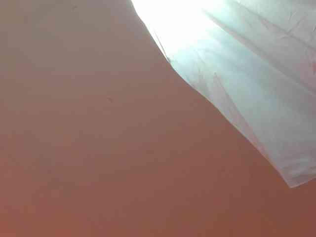 LaraCat1 webcam